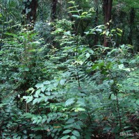 Uncaria elliptica R.Br. ex G.Don